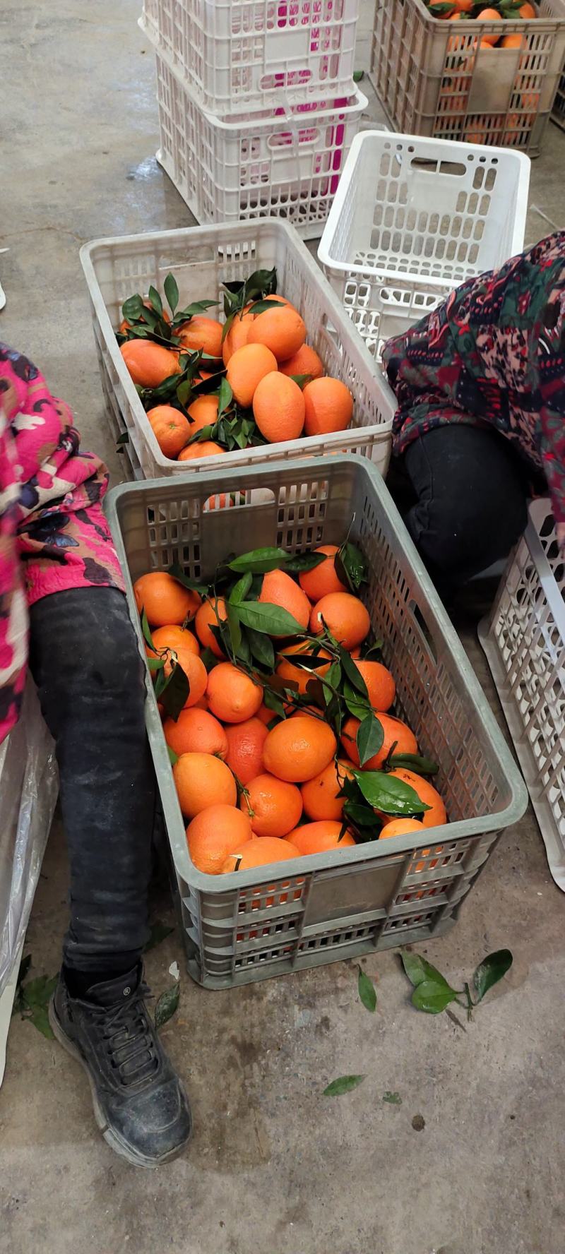 奉节脐橙果园直踩代办洗果包装代发