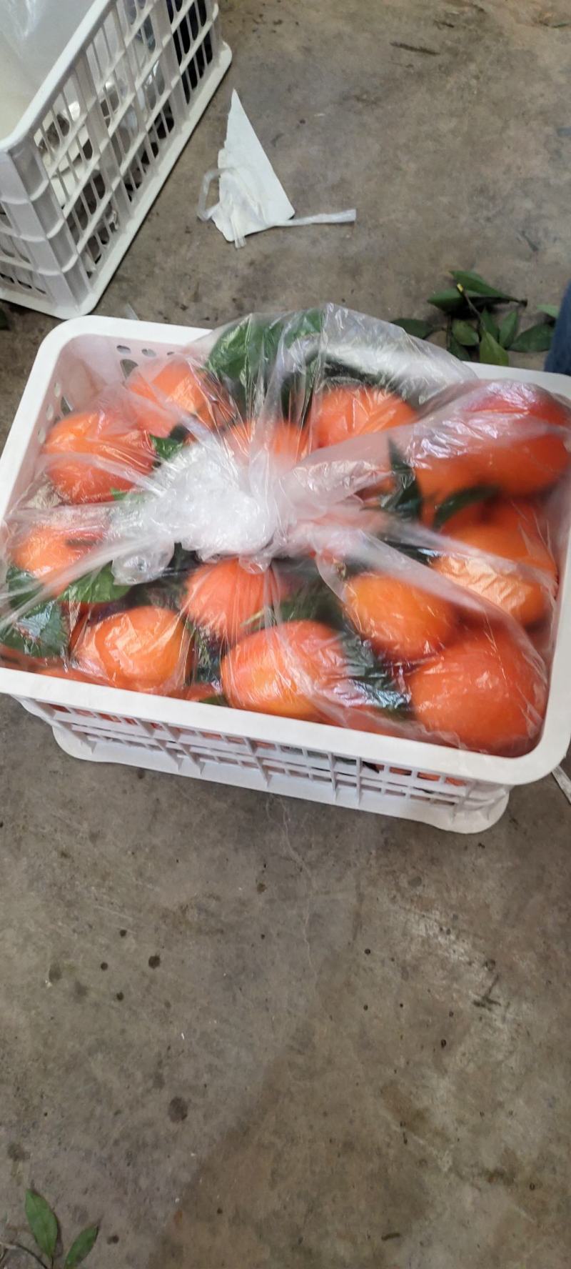 奉节脐橙果园直踩代办洗果包装代发