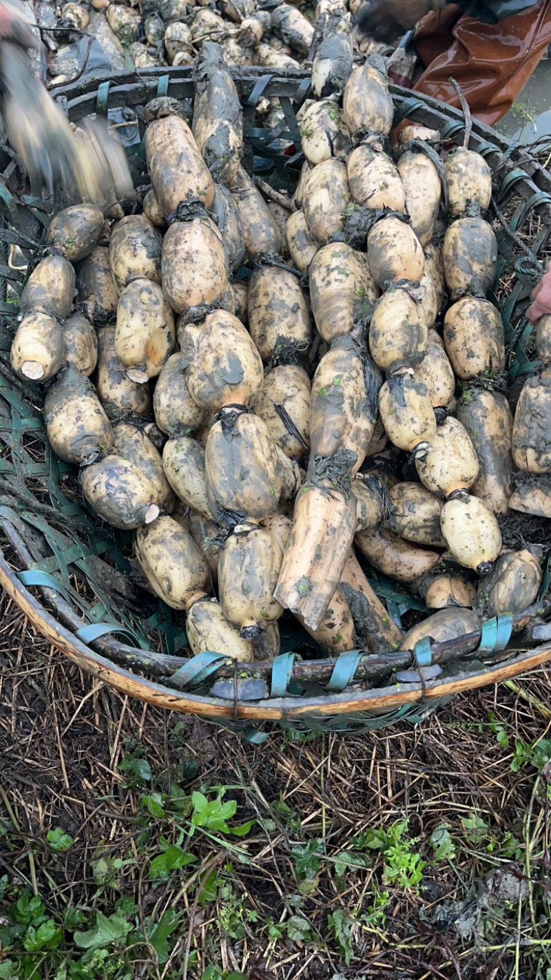 【热卖】优质供货电商，粉藕，湖北荆州，货源充足，价格优惠