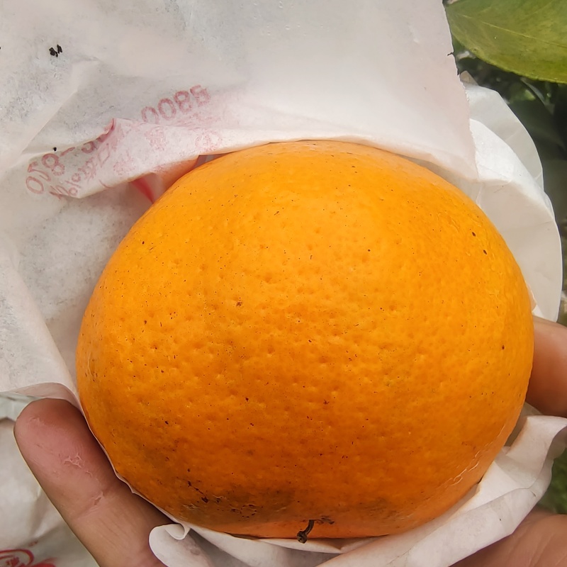 纯甜耙耙柑