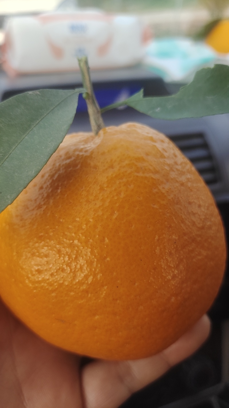纯甜耙耙柑