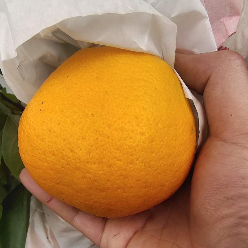 纯甜耙耙柑