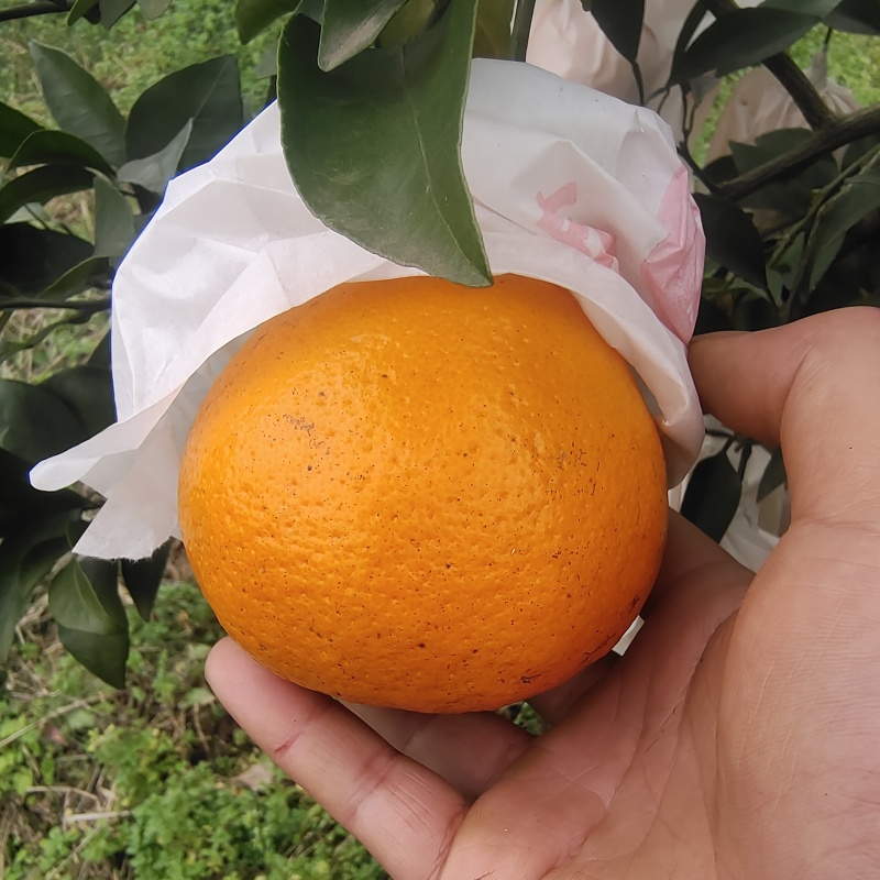 纯甜耙耙柑