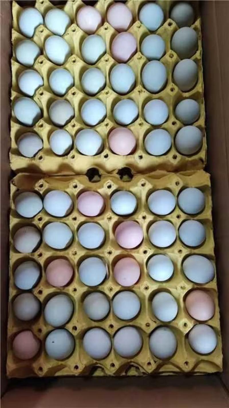 【土鸡蛋】新鲜供应自家养殖场供应湖北荆门产地量大从优