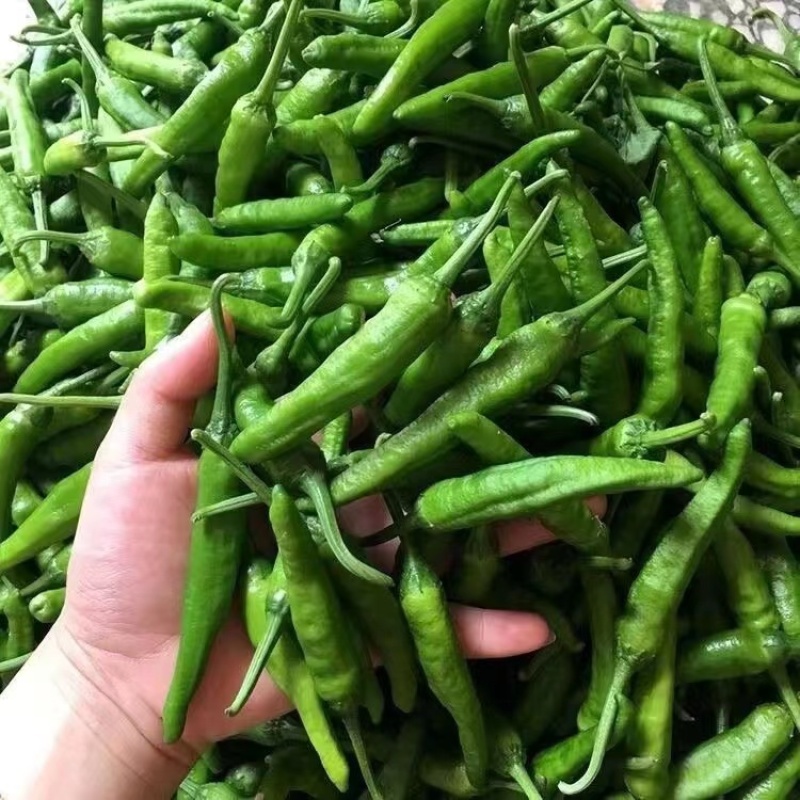 樟树港辣椒️大量上市全国发货供应各大平台