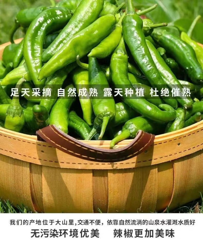 樟树港辣椒️大量上市全国发货供应各大平台