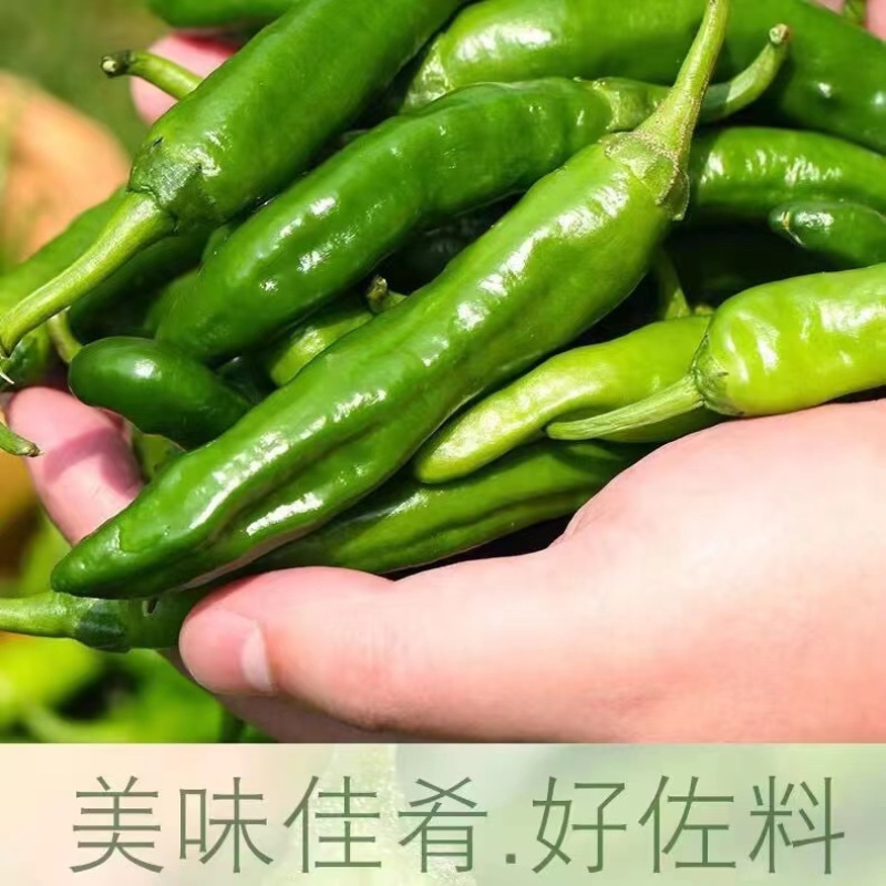 樟树港辣椒️大量上市全国发货供应各大平台