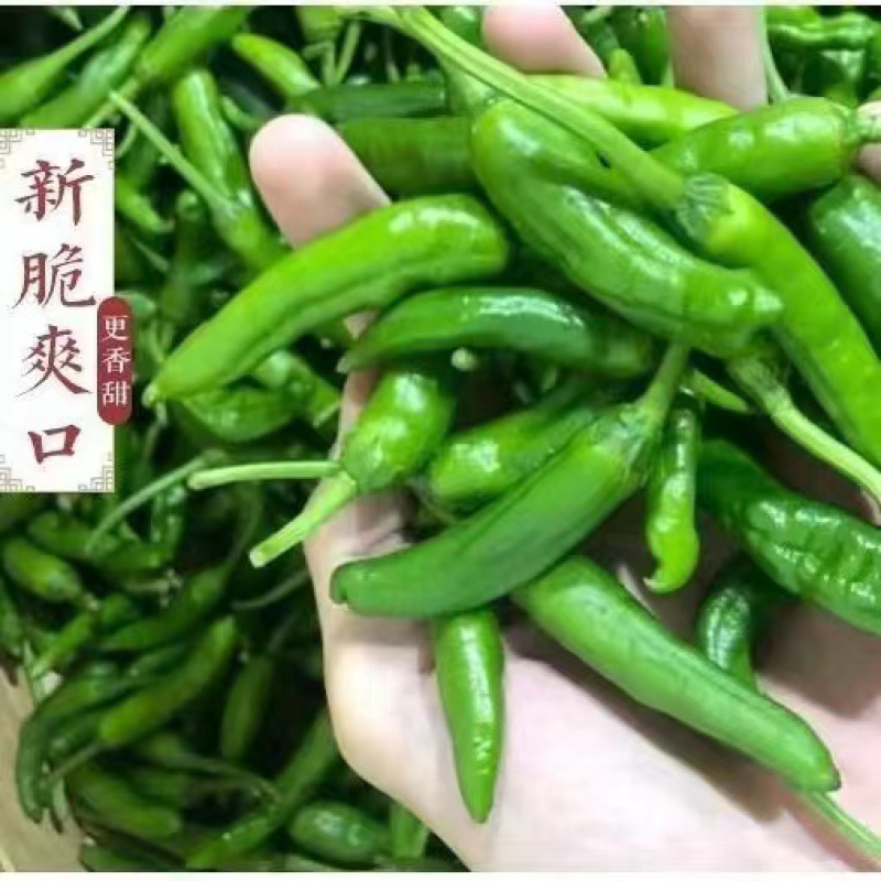 樟树港辣椒️大量上市全国发货供应各大平台