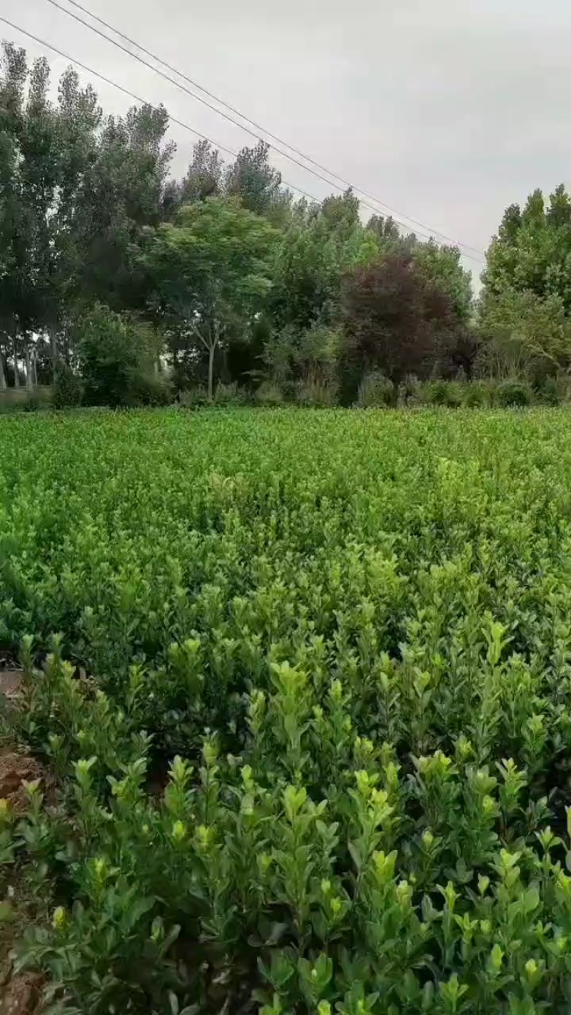 冬青苗精品冬青苗冬青球质量保证