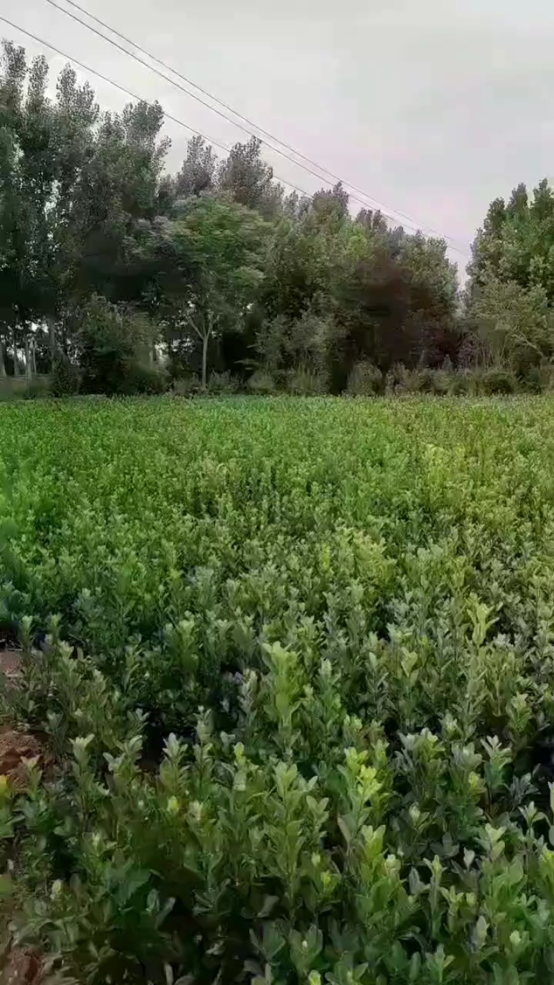 冬青苗精品冬青苗冬青球质量保证