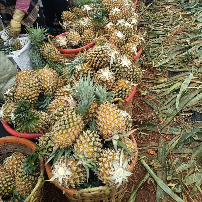 香水菠萝凤梨现摘现发鲜嫩香甜爽口产地大量直发