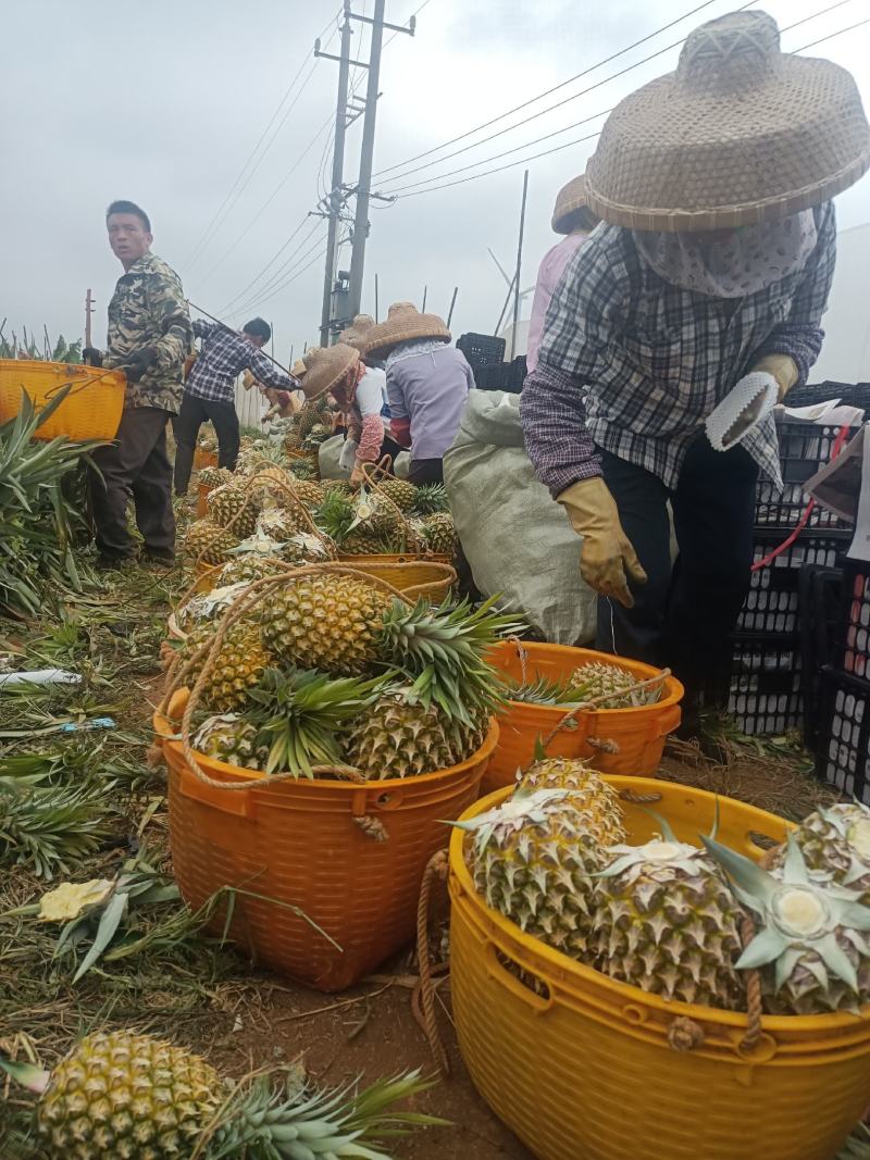 香水菠萝凤梨现摘现发鲜嫩香甜爽口产地大量直发