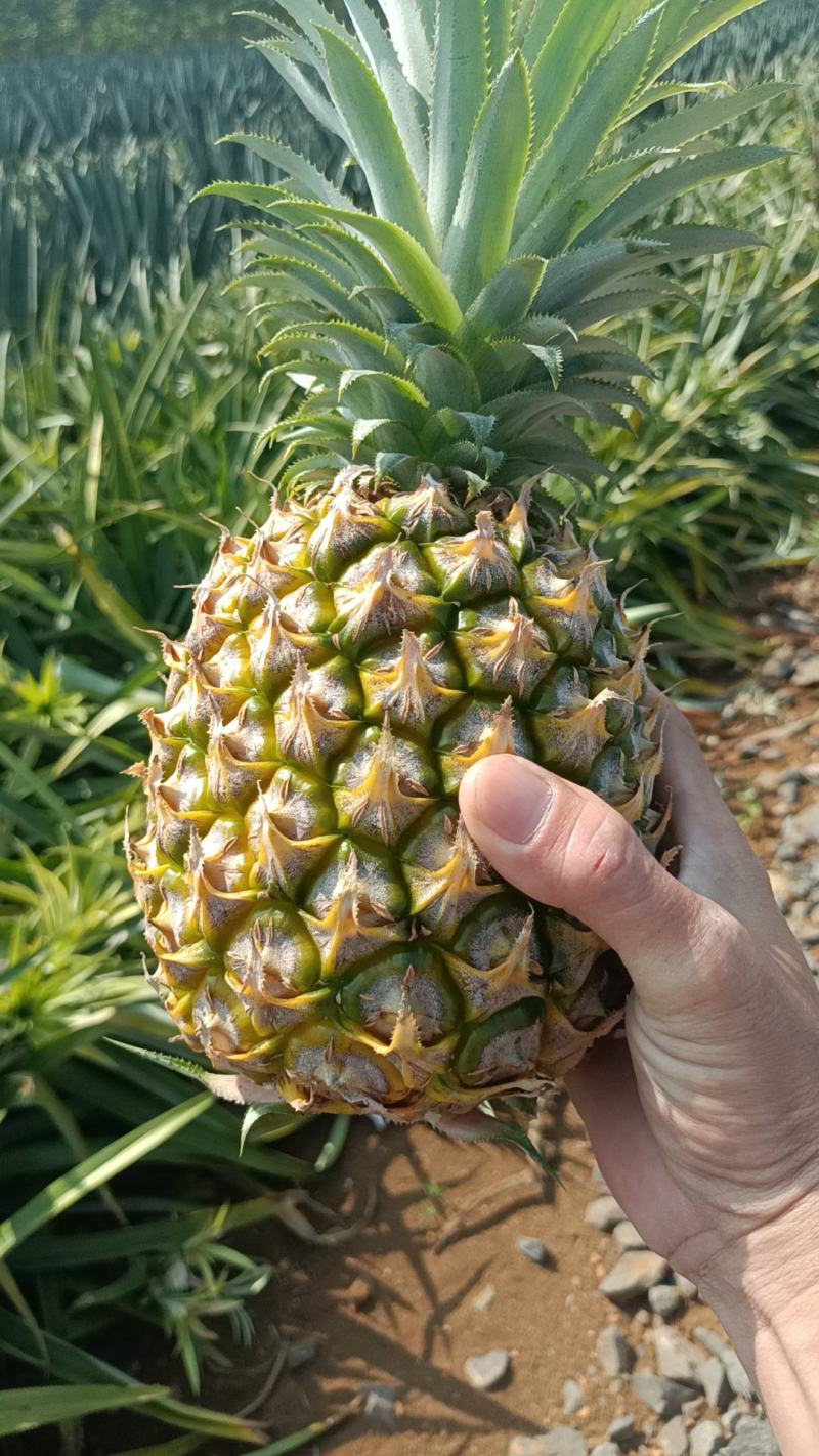 香水菠萝凤梨现摘现发鲜嫩香甜爽口产地大量直发