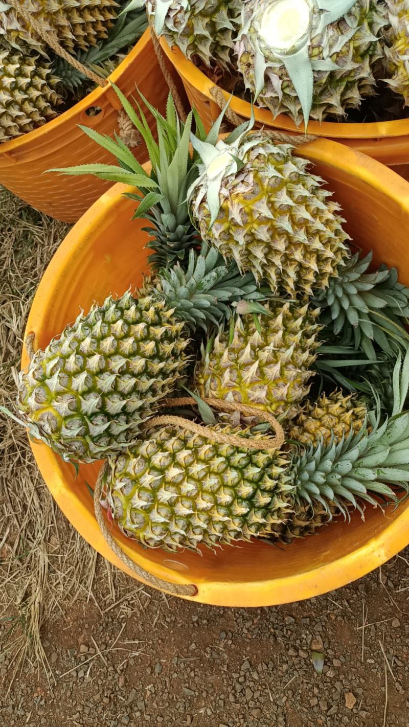香水菠萝凤梨现摘现发鲜嫩香甜爽口产地大量直发