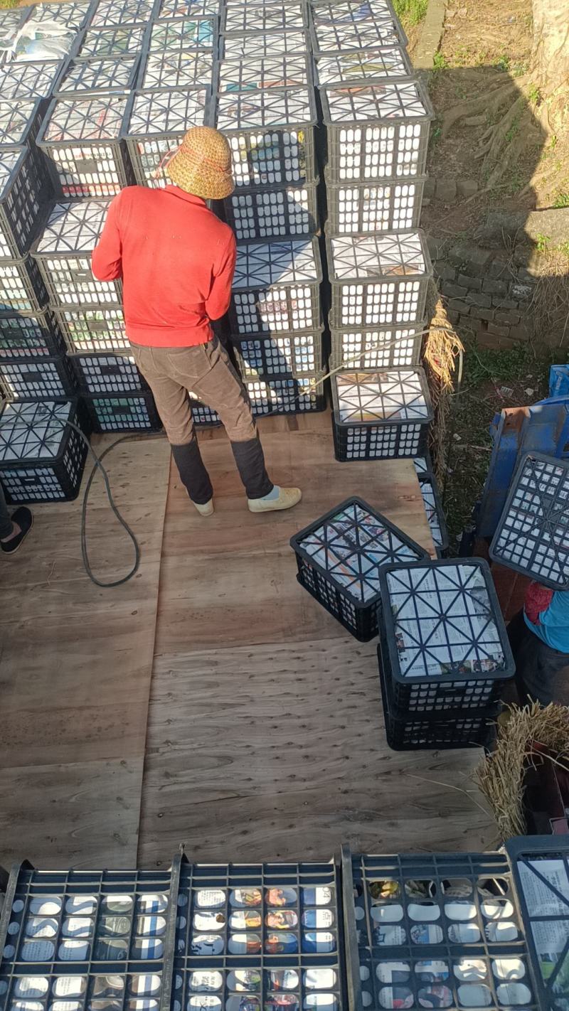 香水菠萝凤梨现摘现发鲜嫩香甜爽口产地大量直发
