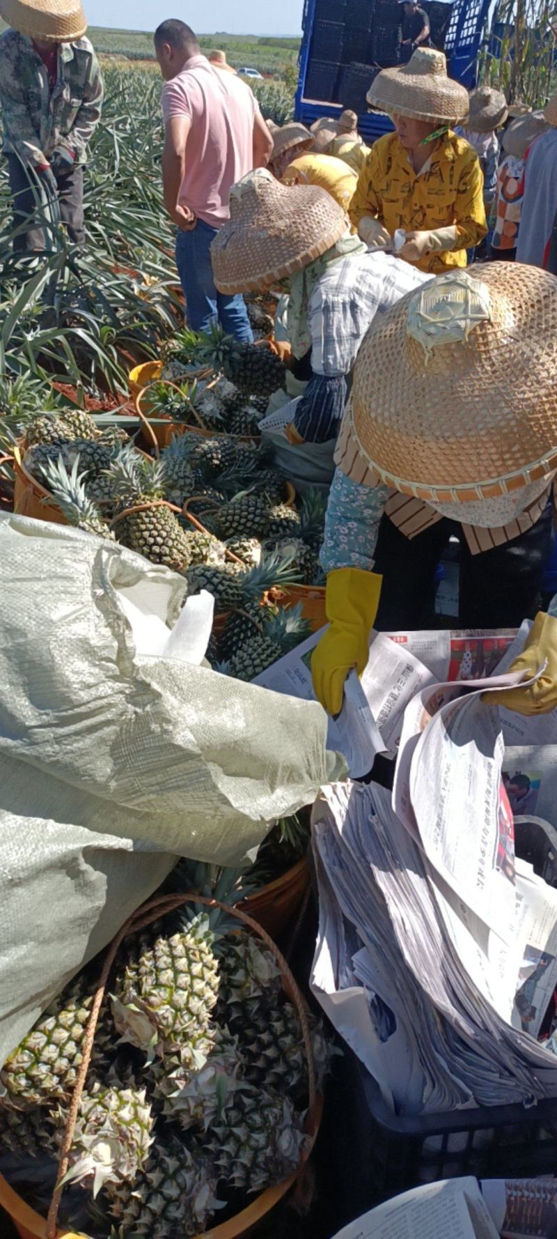 香水菠萝凤梨现摘现发鲜嫩香甜爽口产地大量直发