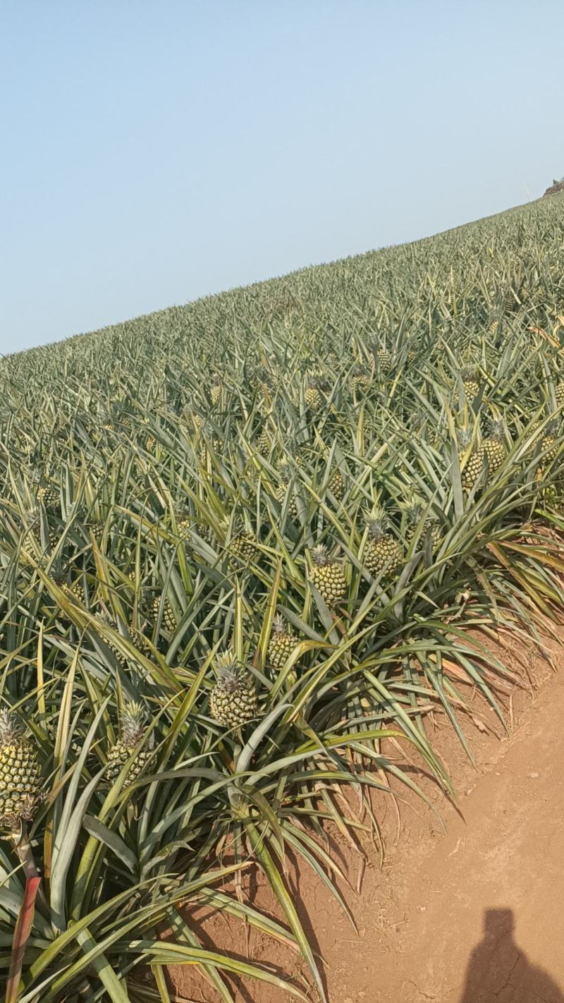 香水菠萝凤梨现摘现发鲜嫩香甜爽口产地大量直发