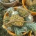 香水菠萝凤梨现摘现发鲜嫩香甜爽口产地大量直发