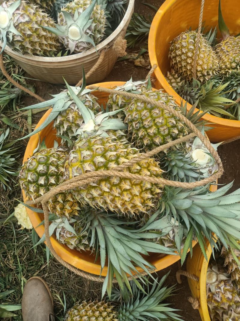 香水菠萝凤梨现摘现发鲜嫩香甜爽口产地大量直发