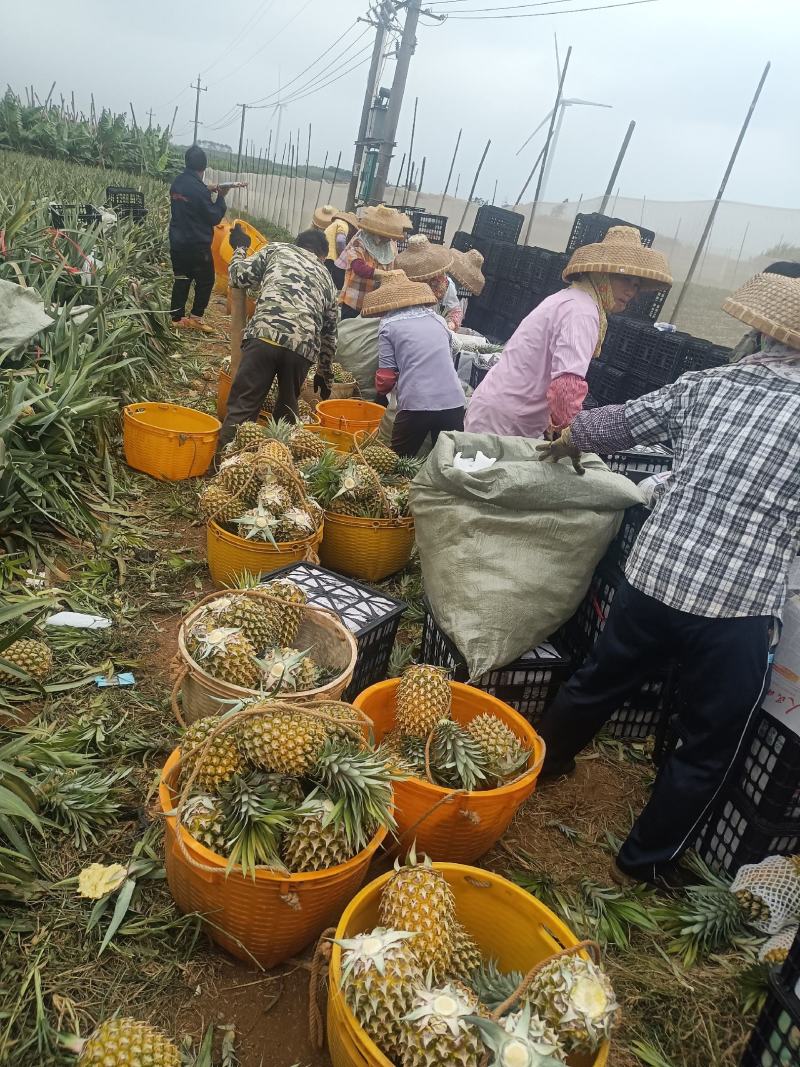 香水菠萝凤梨现摘现发鲜嫩香甜爽口产地大量直发