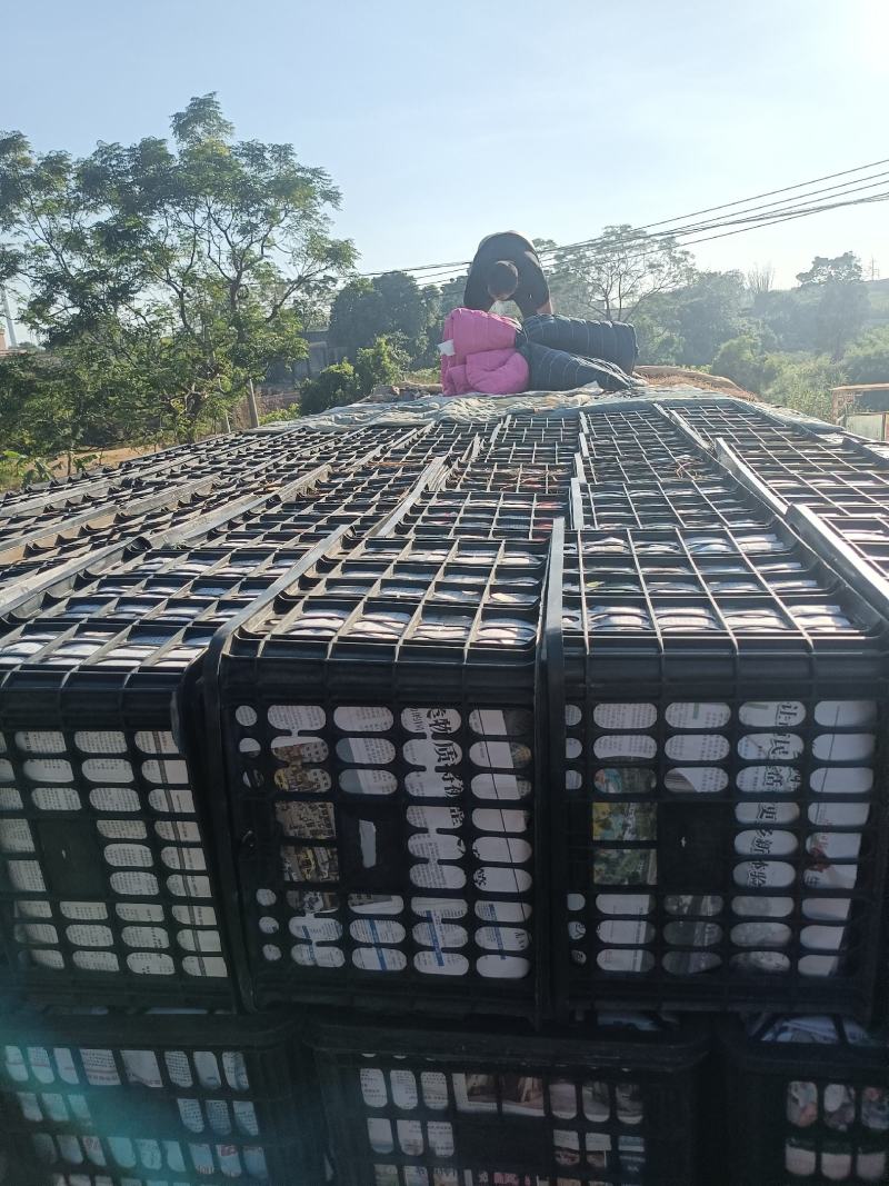 香水菠萝凤梨现摘现发鲜嫩香甜爽口产地大量直发