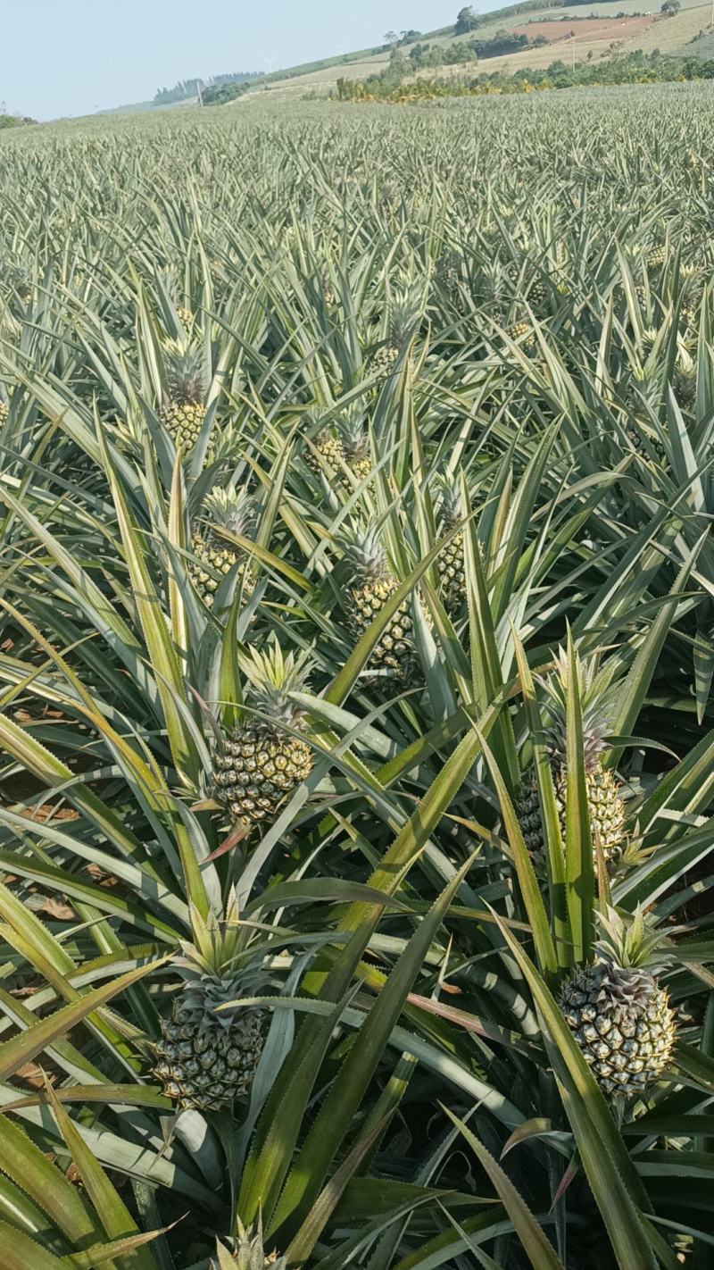 香水菠萝凤梨现摘现发鲜嫩香甜爽口产地大量直发