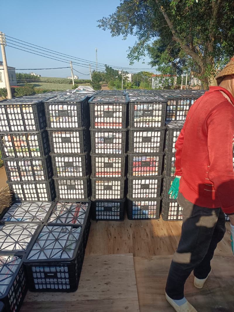香水菠萝凤梨现摘现发鲜嫩香甜爽口产地大量直发