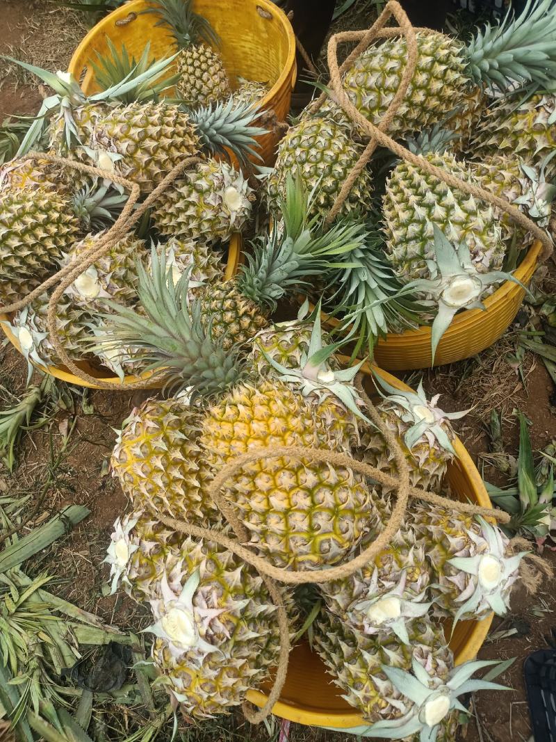 香水菠萝凤梨现摘现发鲜嫩香甜爽口产地大量直发