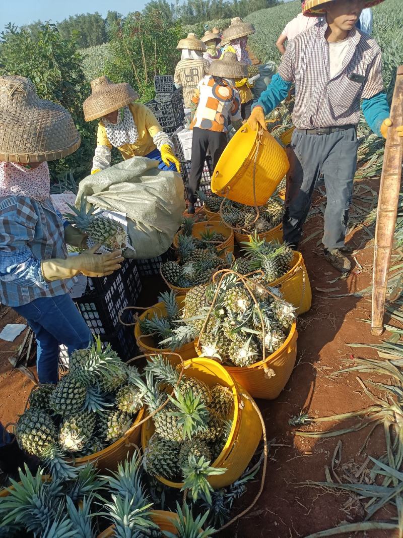香水菠萝凤梨现摘现发鲜嫩香甜爽口产地大量直发