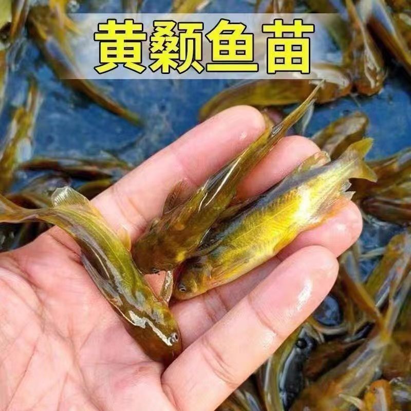 黄骨鱼水花，支持全国各地发货，运输包成活