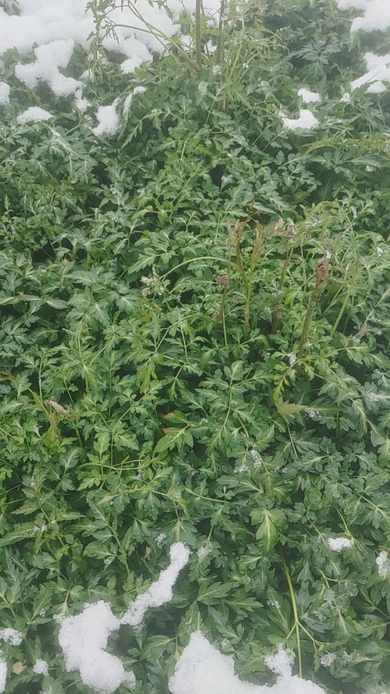 沙参