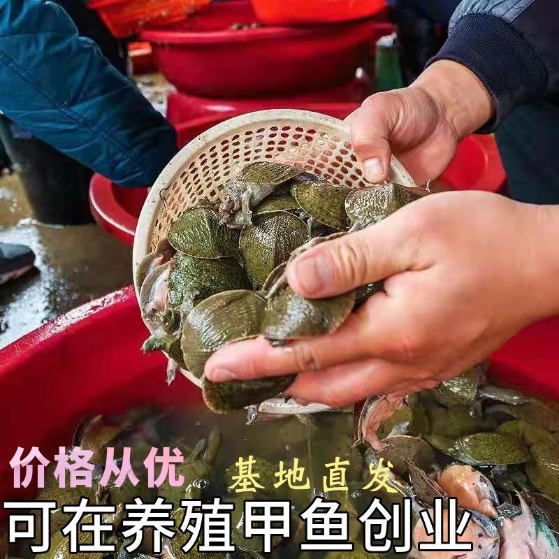 甲鱼苗，百万现货，支持全国发货，量大从优