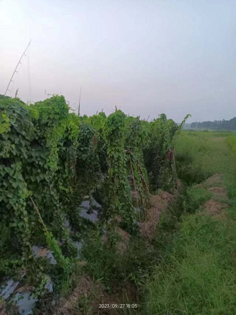 中药材粉防己苗