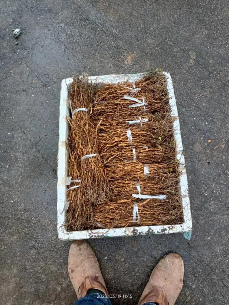 中药材粉防己苗