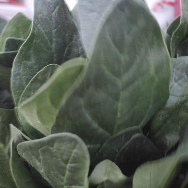 万亩冷棚大叶菠菜大量上市