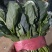 万亩冷棚大叶菠菜大量上市