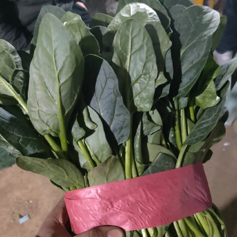 万亩冷棚大叶菠菜大量上市