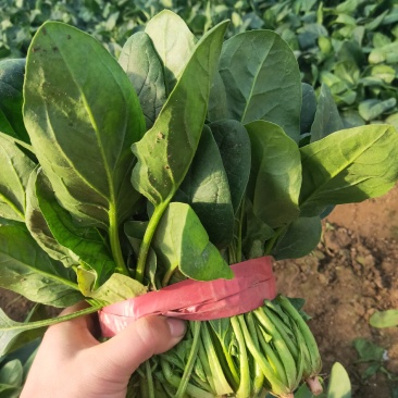 万亩冷棚大叶菠菜大量上市
