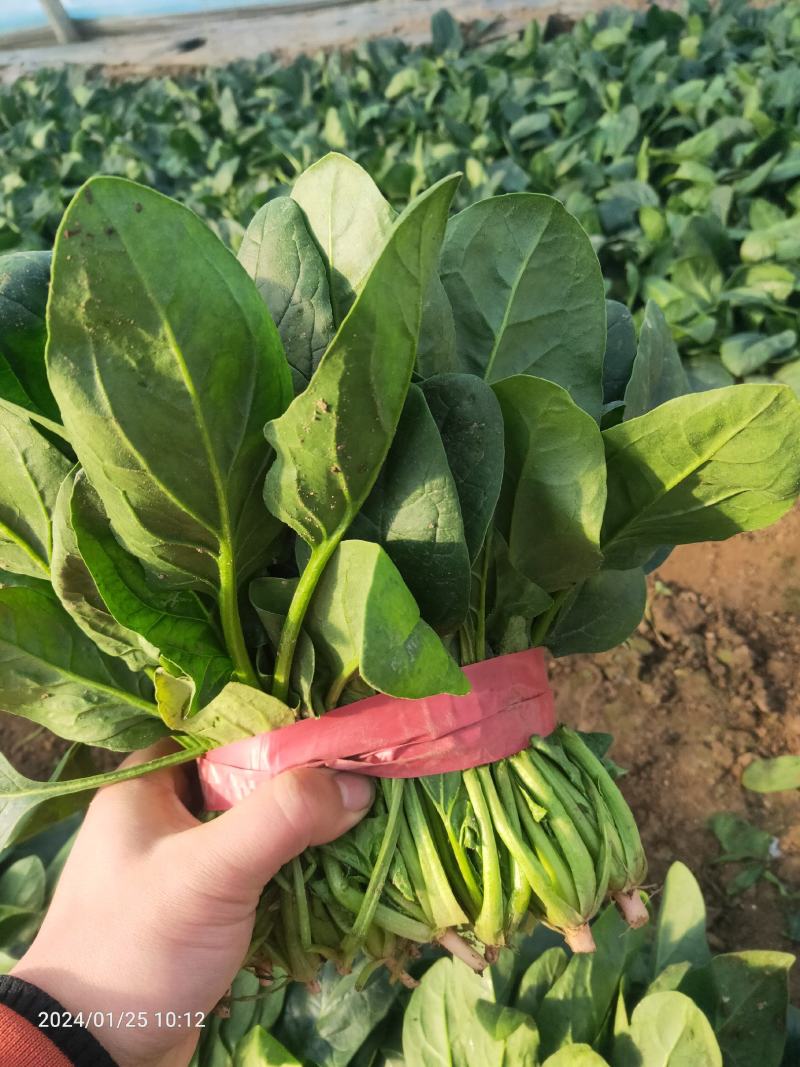 万亩冷棚大叶菠菜大量上市