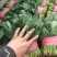 万亩冷棚大叶菠菜大量上市