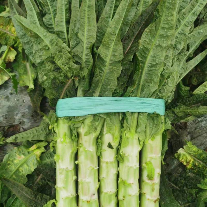 三青莴笋红叶莴笋带叶精品打捆打包上车一条龙服务