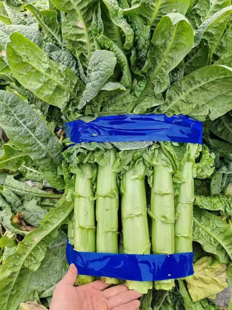 三青莴笋红叶莴笋带叶精品打捆打包上车一条龙服务