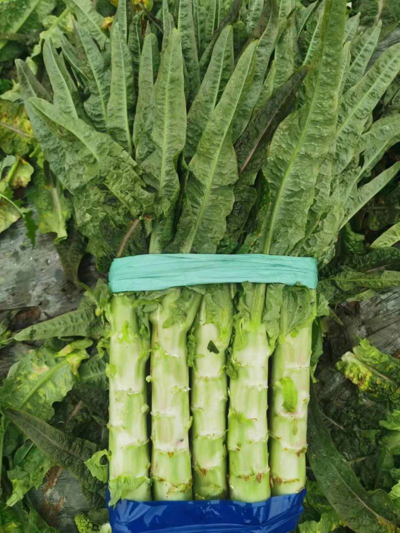 三青莴笋红叶莴笋带叶精品打捆打包上车一条龙服务