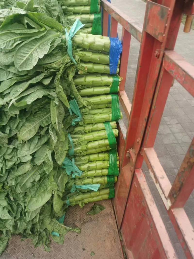 三青莴笋红叶莴笋带叶精品打捆打包上车一条龙服务