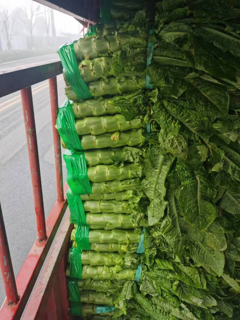 三青莴笋红叶莴笋带叶精品打捆打包上车一条龙服务