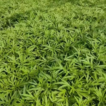 云南曲靖芦蒿