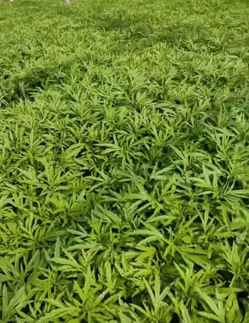 云南曲靖芦蒿