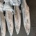 钓马鲛大马鲛钓鲅鱼大鲅鱼，2000/3000