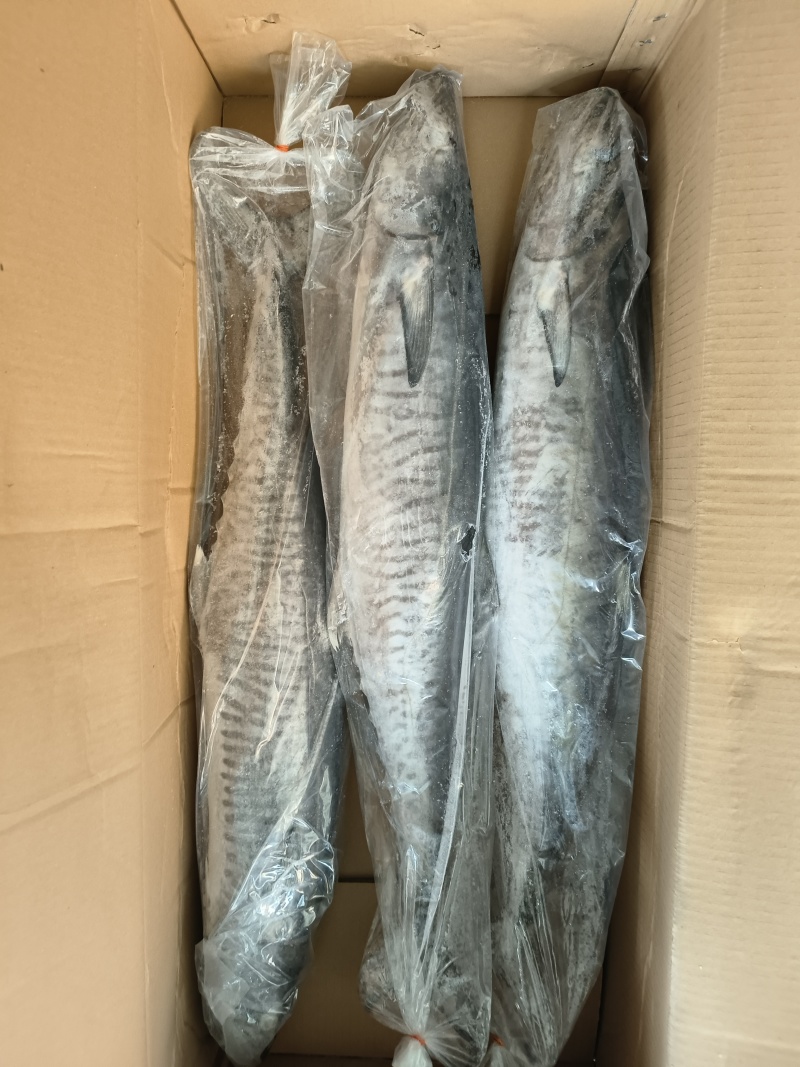 钓马鲛大马鲛钓鲅鱼大鲅鱼，2000/3000