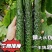 【荐】精品油亮密刺黄瓜短把青瓜25-45公分市场电商超市